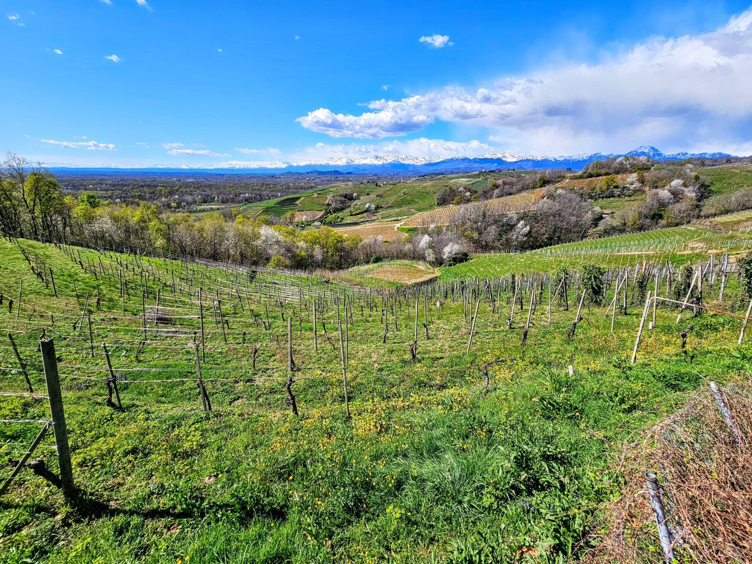 Esplorando il Mondo del Vino Italiano: Una Ricerca nei Suoi Tesori Enogastronomici