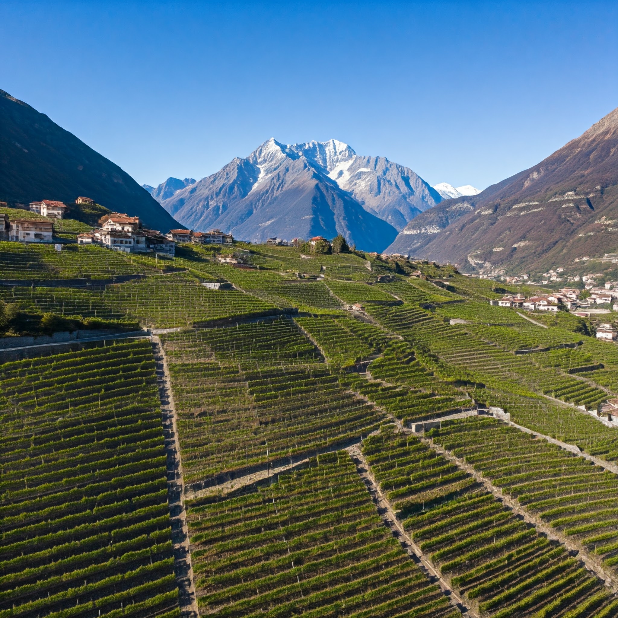 Il Vino Valtellinese: Denominazioni e Differenze